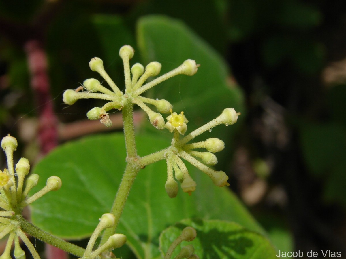 Cissus vitiginea L.